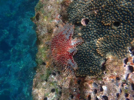 サンゴの天敵であるオニヒトデ