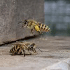 論文「アカリンダニ寄生に対するトウヨウミツバチとセイヨウミツバチの感受性の差異」概要紹介