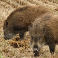 福島県の野生イノシシの個体群遺伝構造