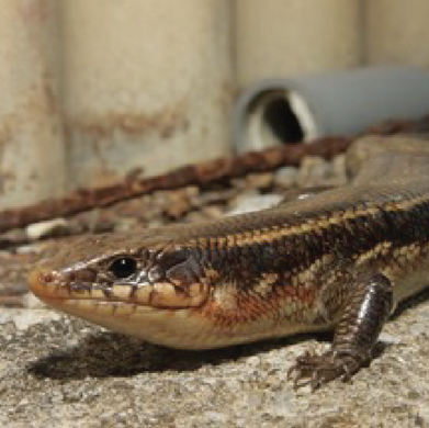 爬虫類の5分の１以上が絶滅の危機に瀕していることが明らかに 世界の爬虫類の絶滅リスクに関する包括的評価を実施