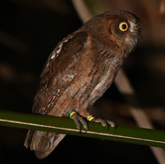 配偶者選択がリュウキュウコノハズクの体サイズに関する同類交配を引き起こす