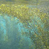 論文「日本における生息場所を形成する海藻類の出現記録」概要紹介