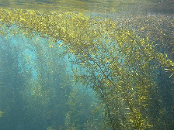 温帯性ヒバマタ類を代表するホンダワラ類の藻場