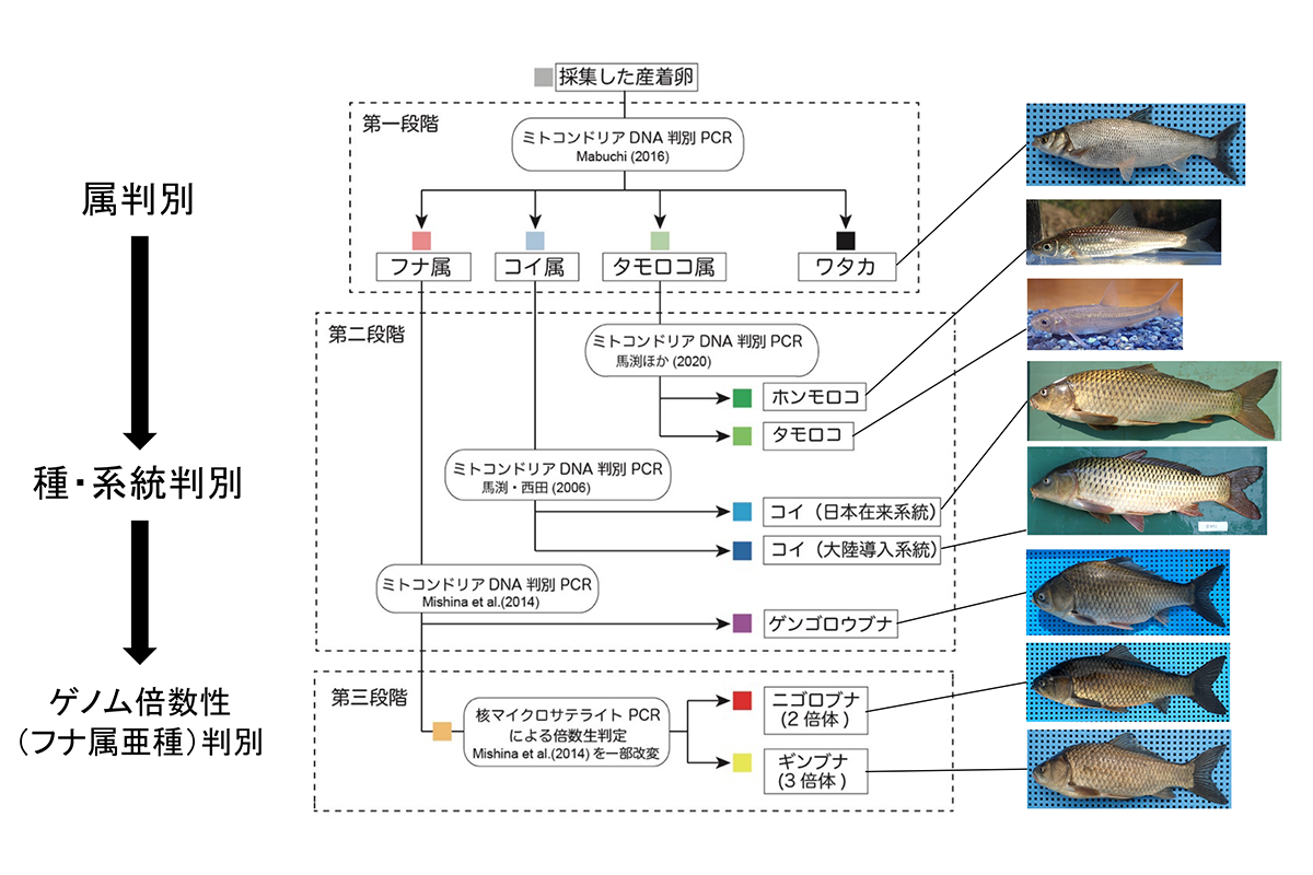 PCRの増幅断片の長さによる種判別の流れ。フロー図は西田・馬渕（2020）より。