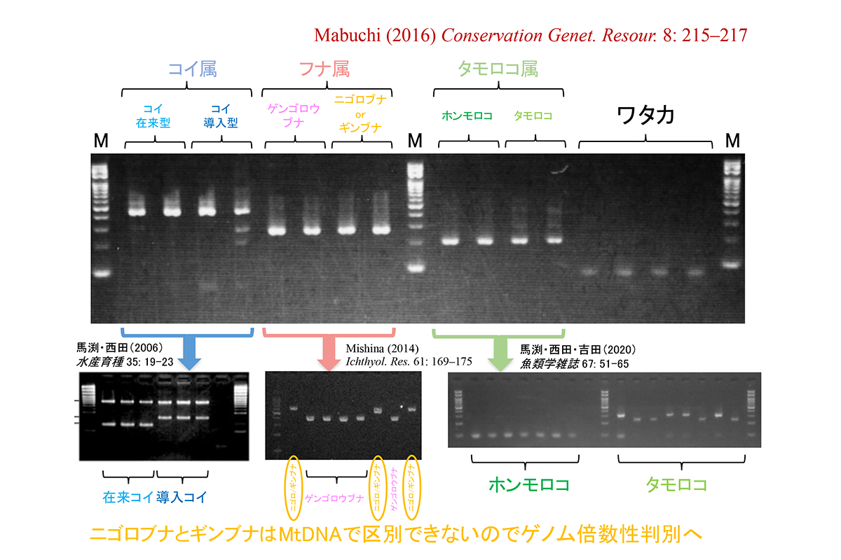 ミトコンドリアDNAのアリル特異的プライマーを用いたPCRによる種・系統判別