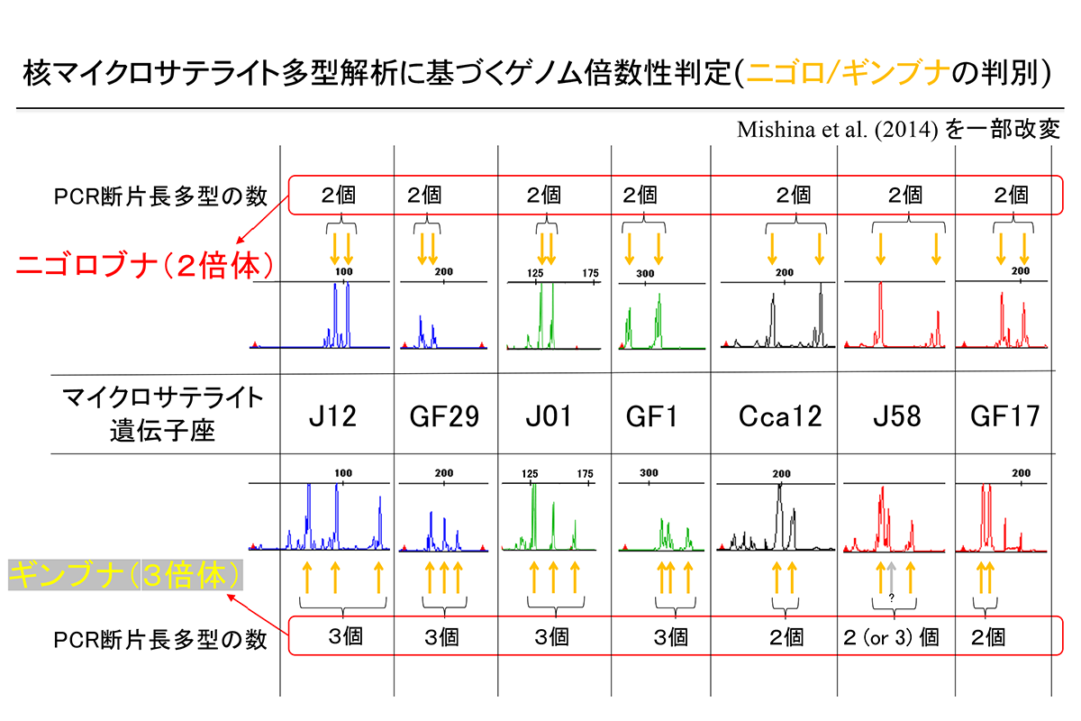マイクロサテライト多型を用いた核ゲノムの倍数性判定