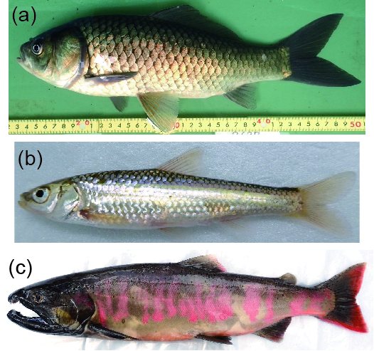 琵琶湖の水産重要魚種