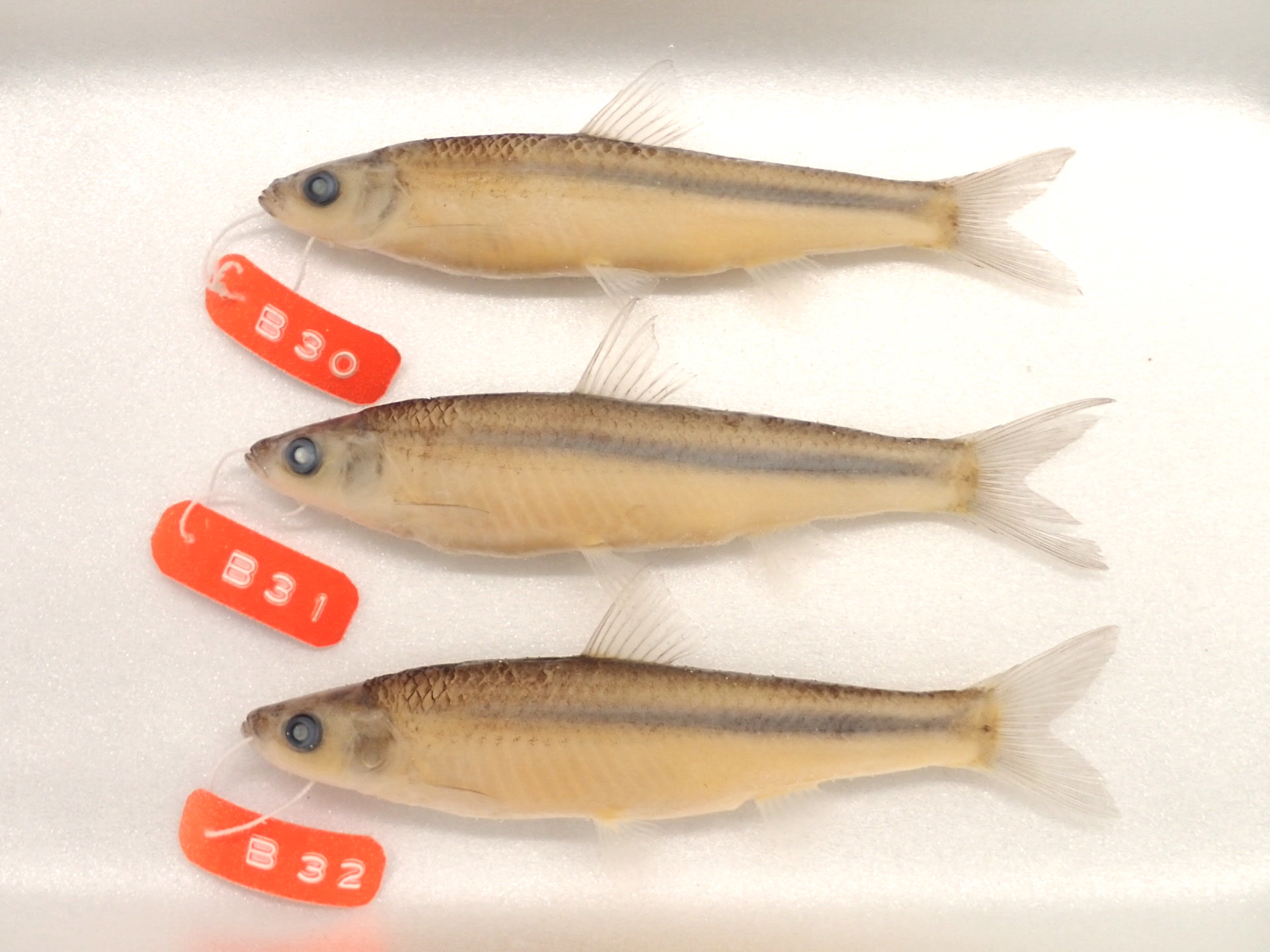 琵琶湖の水産重要魚種