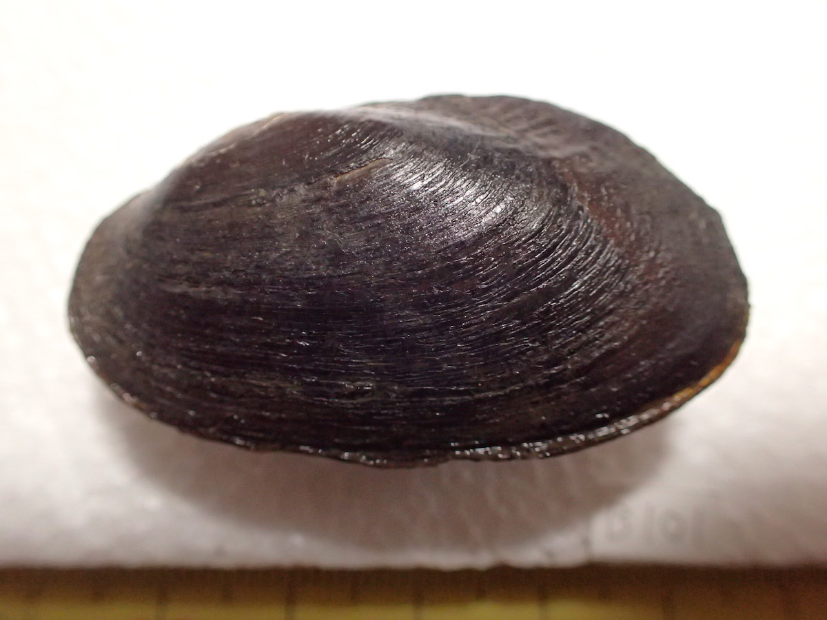 標本NIES:Bseries:101の写真