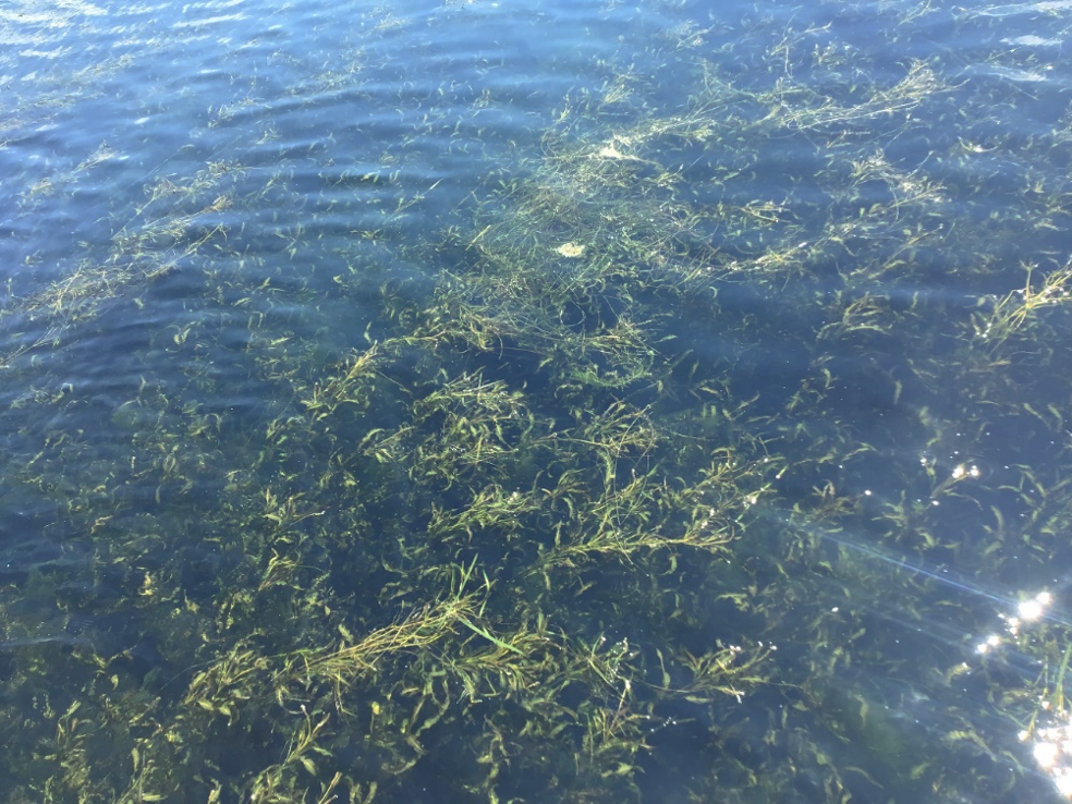 琵琶湖南湖の沈水植物群落