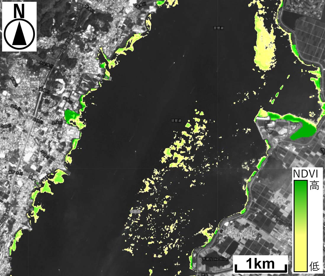 琵琶湖の南湖北部におけるSentinel2衛星画像（2015年8月10日）から得られたNDVIマップ