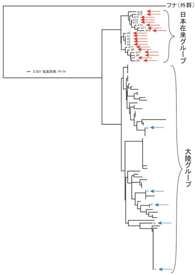 日本の湖沼で採集されたコイと大陸のコイのミトコンドリアDNA系統樹