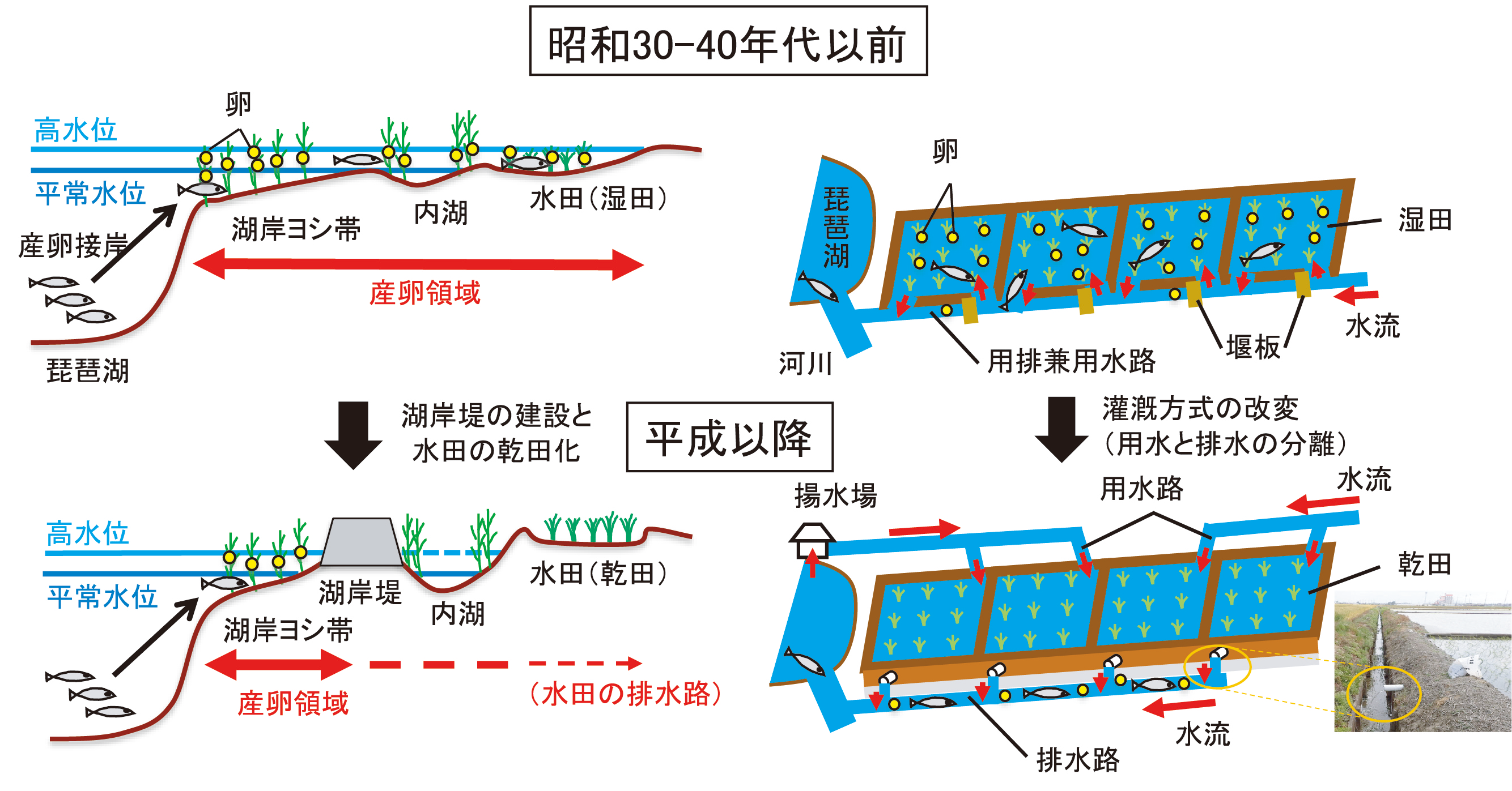 湖岸堤建設と圃場整備による主要なコイ科魚類の産卵場の変化