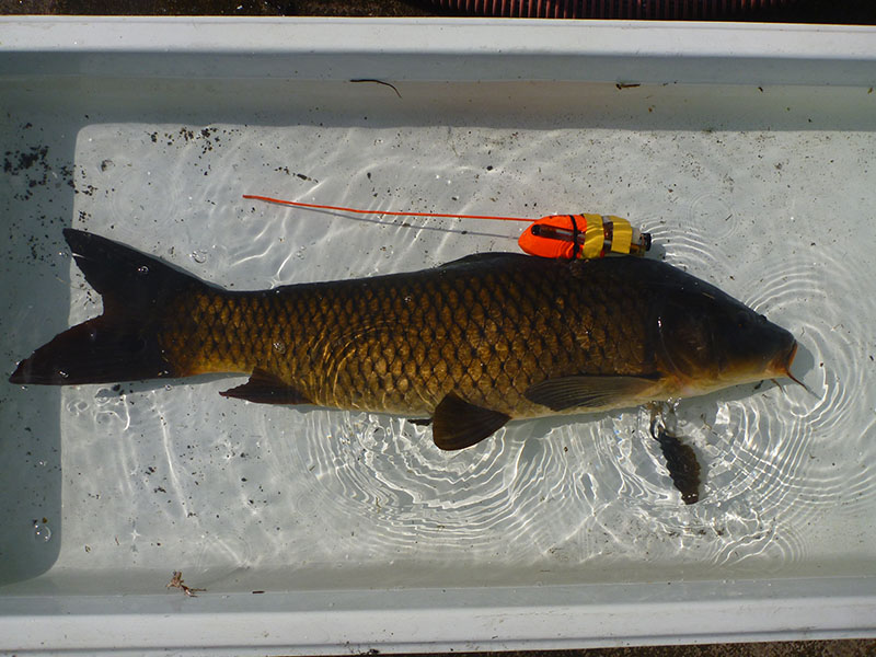 recorded by this carp individual