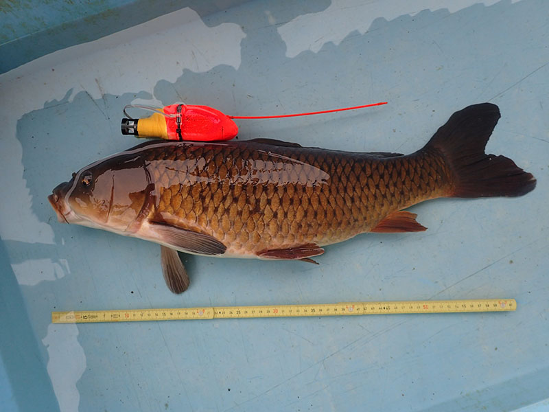 recorded by this carp individual