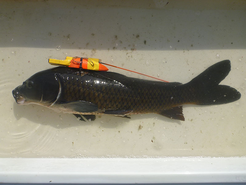 recorded by this carp individual