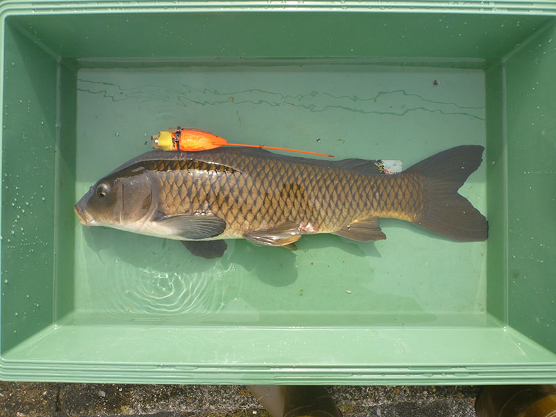 recorded by this carp individual