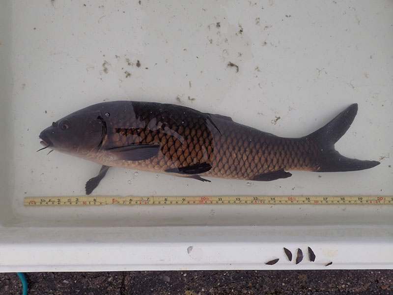 recorded by this carp individual