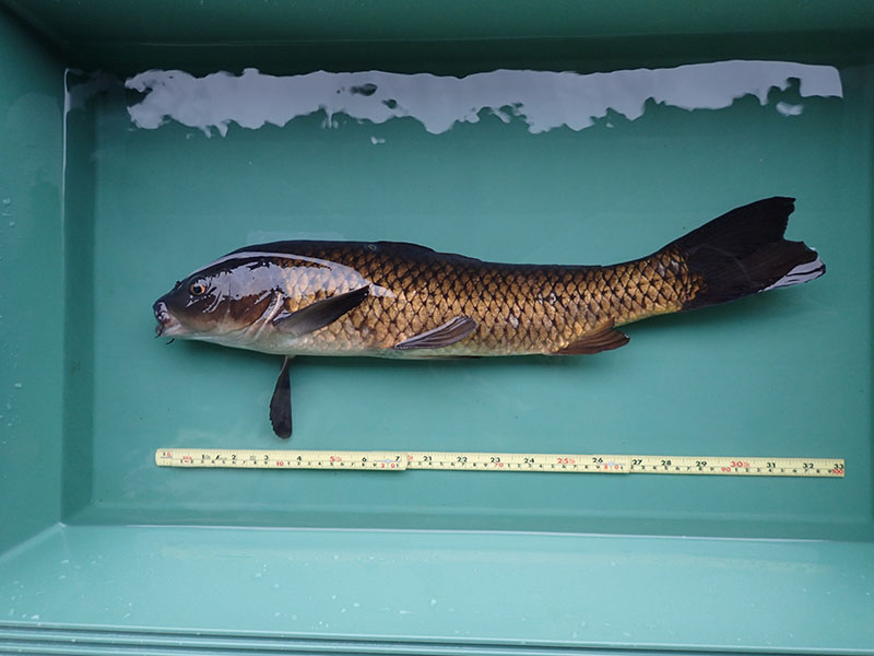 recorded by this carp individual