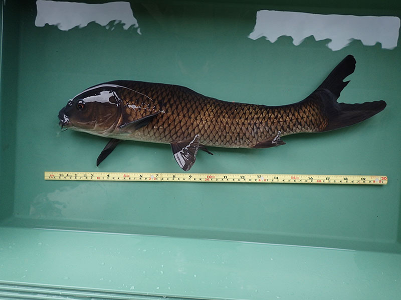 recorded by this carp individual