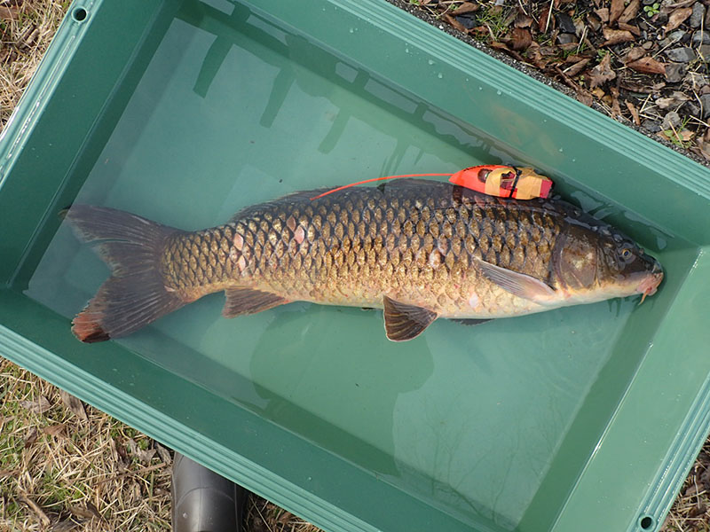 recorded by this carp individual