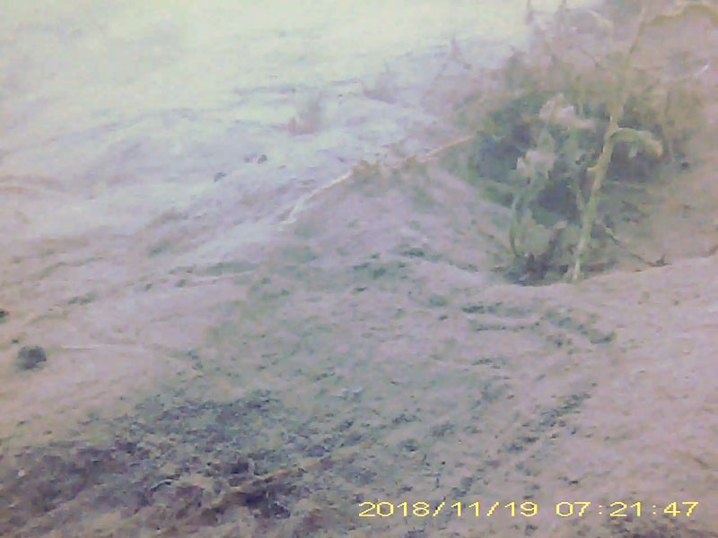 3 or more individuals walking on the bottom (with a goby swimming near the bottom) * Please mind that the date shown at the bottom right of the screen is not correct due to a setting error of loggers. Image of Shrimps(video link)