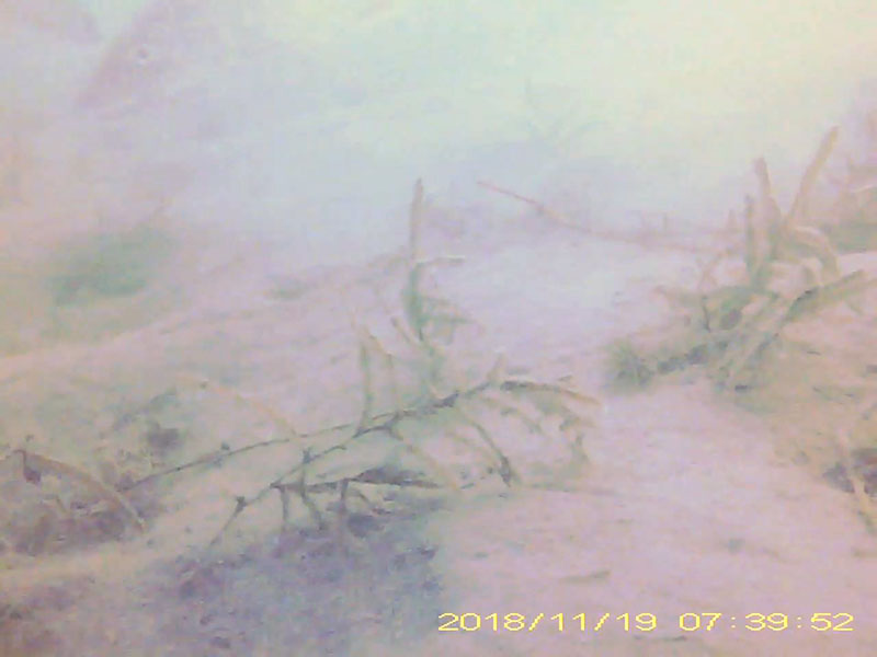 3 individuals following a carp near the bottom * Please mind that the date shown at the bottom right of the screen is not correct due to a setting error of loggers. Image of Barbel steed(video link)