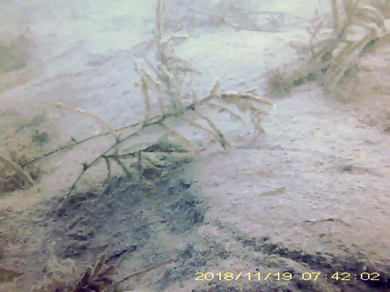 1 individual walking on the bottom * Please mind that the date shown at the bottom right of the screen is not correct due to a setting error of loggers. Image of Shrimps(video link)