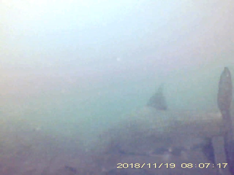 1 individual swimming near the bottom * Please mind that the date shown at the bottom right of the screen is not correct due to a setting error of loggers. Image of Barbel steed(video link)