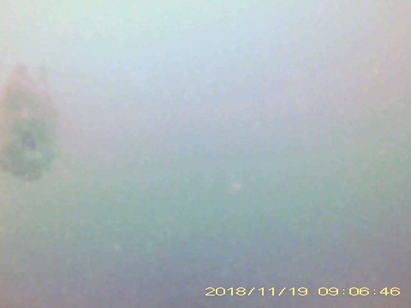 1 individuals swimming in the water column * Please mind that the date shown at the bottom right of the screen is not correct due to a setting error of loggers. Image of Crucian carps(video link)