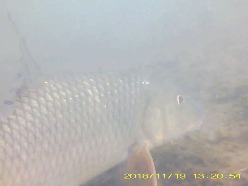 1 individual swimming in the water column * Please mind that the date shown at the bottom right of the screen is not correct due to a setting error of loggers. Image of Barbel steed(video link)