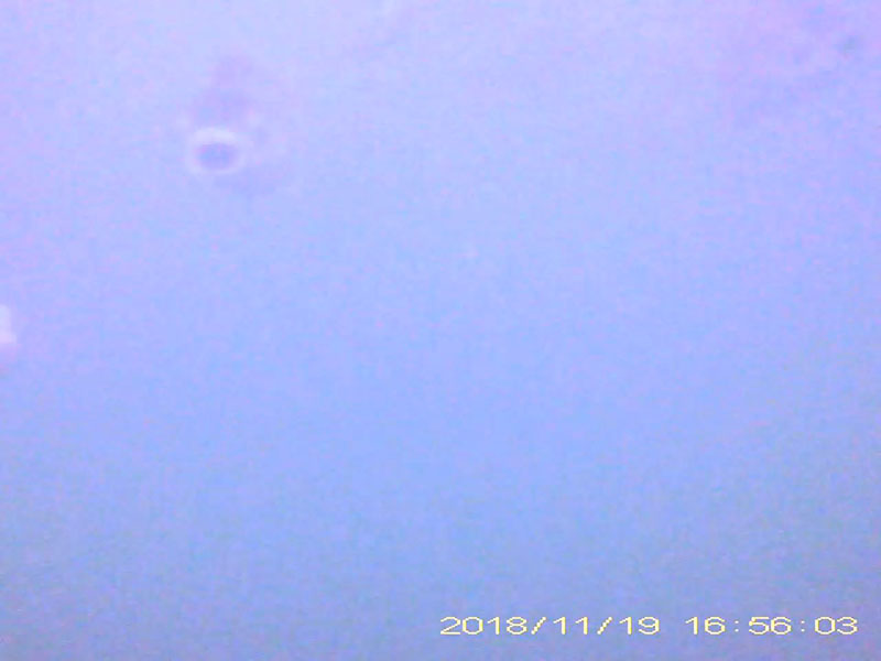 at least 5 individuals swimming in a school and feeding in the water column * Please mind that the date shown at the bottom right of the screen is not correct due to a setting error of loggers. Image of Japanese crucian carp(video link)