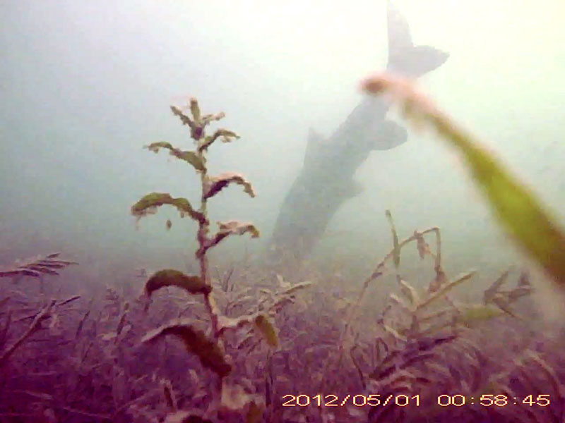1 individual feeding at the bottom * Please mind that the date shown at the bottom right of the screen is not correct due to a setting error of loggers. Image of Barbel steed(video link)