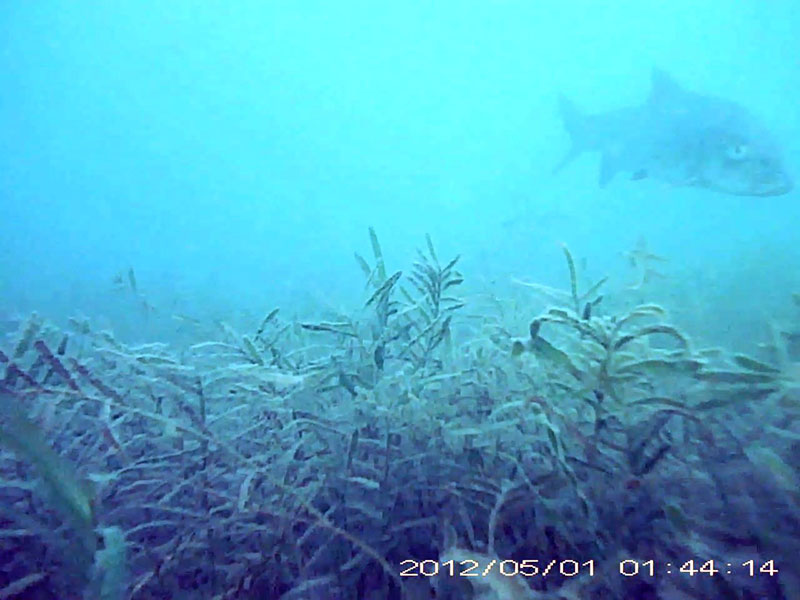 1 individual swimming above a vegetation * Please mind that the date shown at the bottom right of the screen is not correct due to a setting error of loggers. Image of Barbel steed(video link)