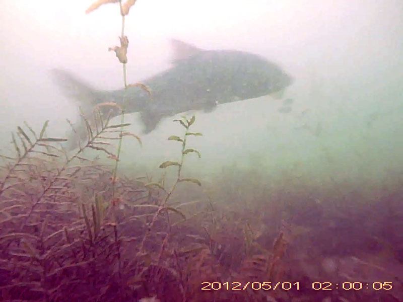 1 individual swimming in the water column * Please mind that the date shown at the bottom right of the screen is not correct due to a setting error of loggers. Image of Barbel steed(video link)