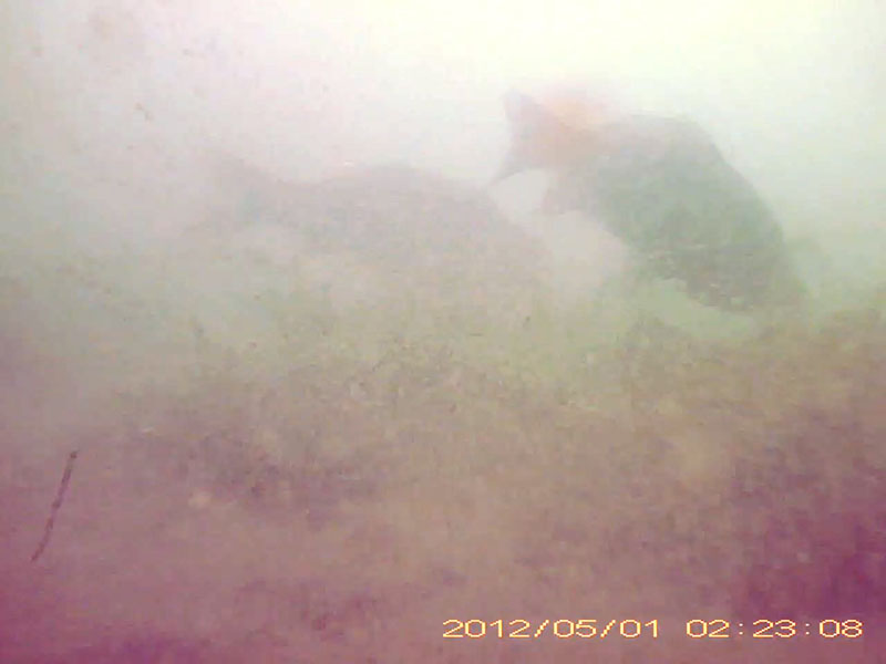2 individuals feeding at the bottom * Please mind that the date shown at the bottom right of the screen is not correct due to a setting error of loggers. Image of Crucian carps(video link)