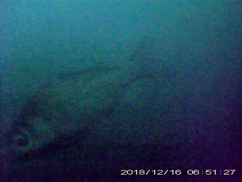 2 individuals swimming in the water column Image of Japanese crucian carp(video link)