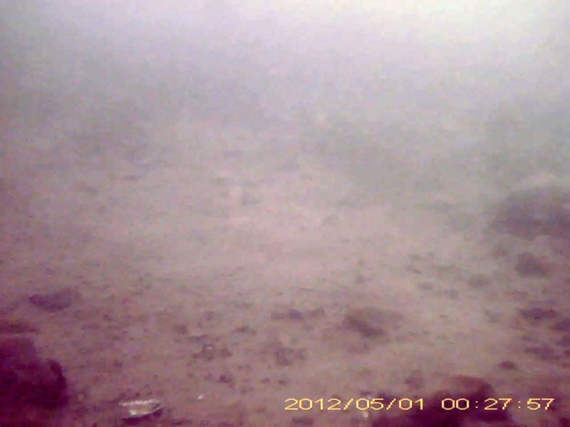 1 individual resting on a stone (on the left-bottom corner of the window) * Please mind that the date shown at the bottom right of the screen is not correct due to a setting error of loggers. Image of Goby(video link)