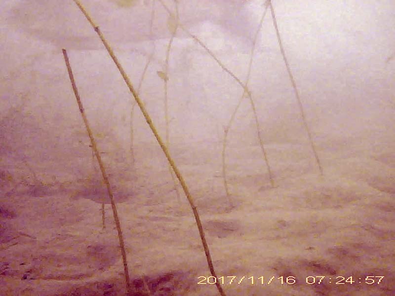 1 individual swimming near the bottom Image of Crucian carps(video link)