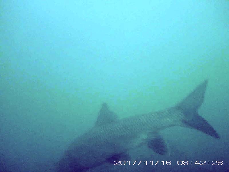 1 individual feeding at the bottom Image of Barbel steed(video link)