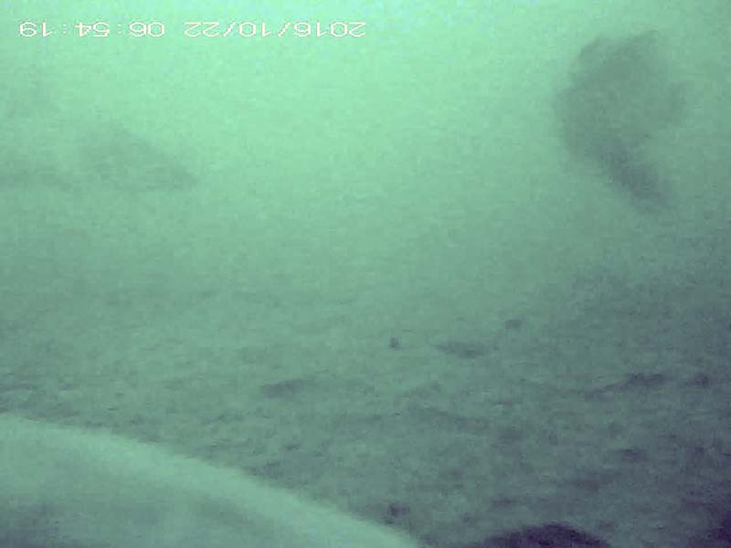 1 individual swimming in the water column Image of Barbel steed(video link)