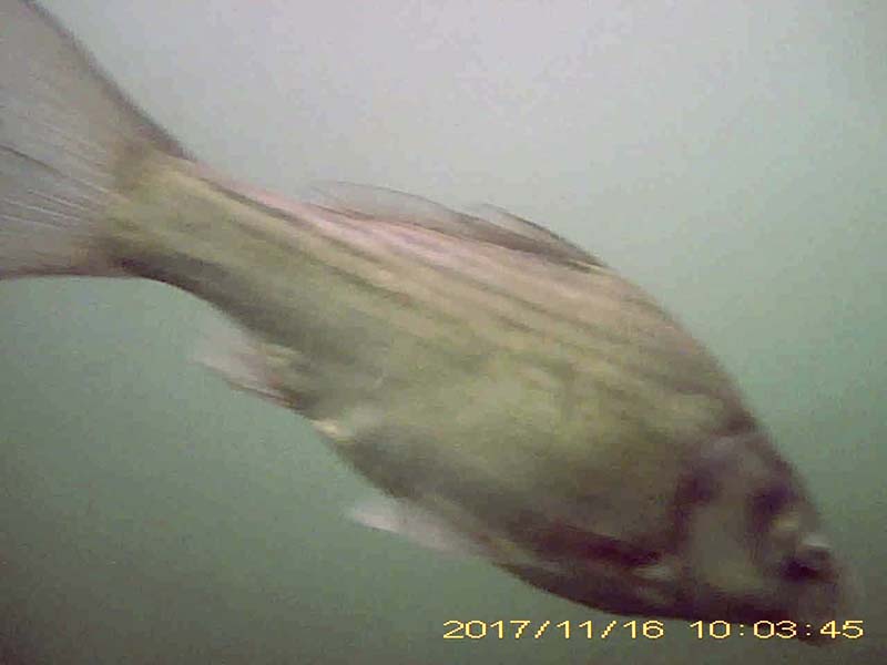 2 individuals swimming in the water column Image of Japanese crucian carp(video link)