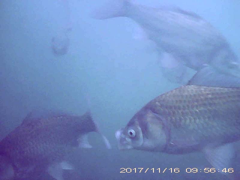 more than 10 individuals aggregating and feeding in the water column Image of Japanese crucian carp(video link)