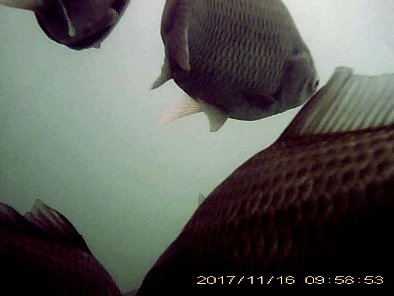 5-8 individuals swimming in the water column Image of Japanese crucian carp(video link)