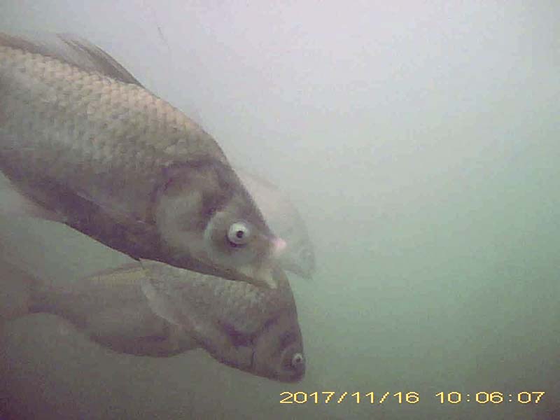 more than 20 individuals swimming in a school and feeding in the water column Image of Japanese crucian carp(video link)