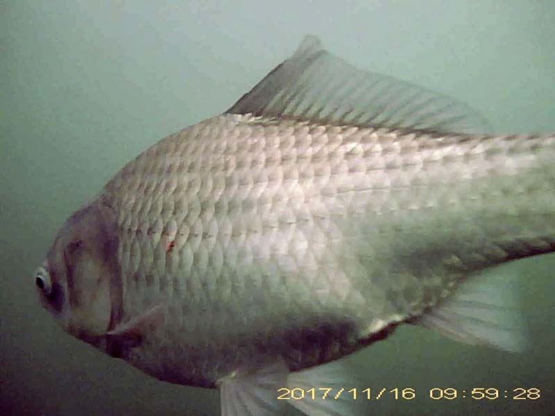 at least 3 individuals swimming in the water column Image of Japanese crucian carp(video link)