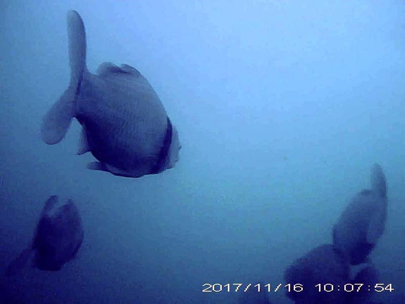 more than 7 individuals swimming in a school Image of Japanese crucian carp(video link)