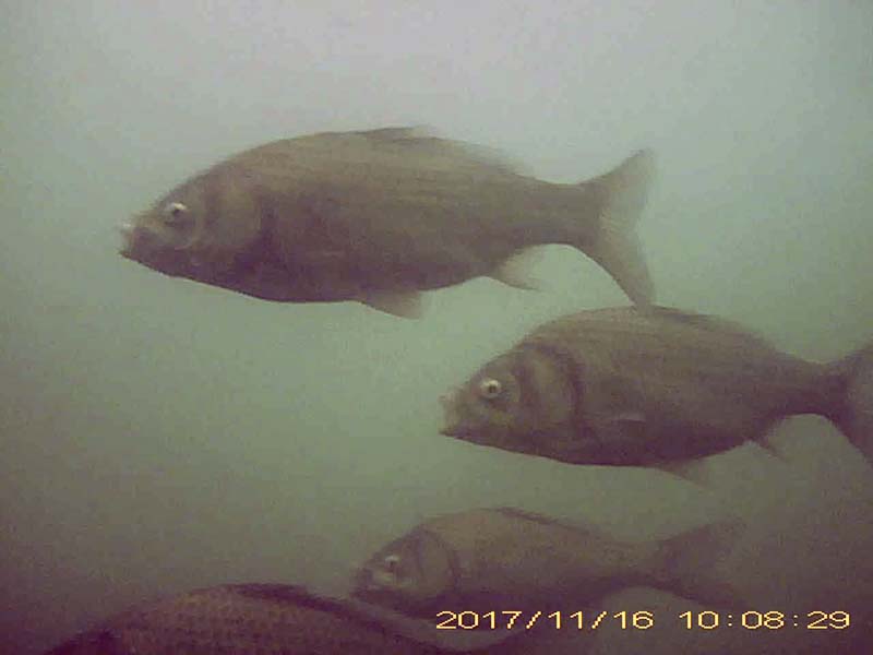 more than 10 individuals swimming in a school and feeding in the water column Image of Japanese crucian carp(video link)