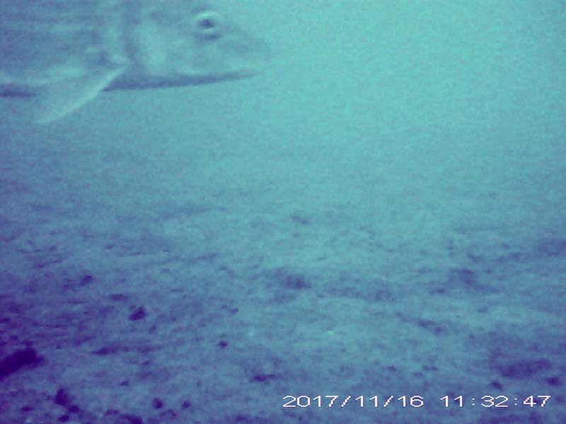 1 individual swimming near the bottom Image of Barbel steed(video link)