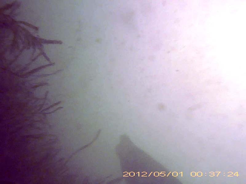 1 individual swimming above a vegetation * Please mind that the date shown at the bottom right of the screen is not correct due to a setting error of loggers. Image of Silurus catfish(video link)
